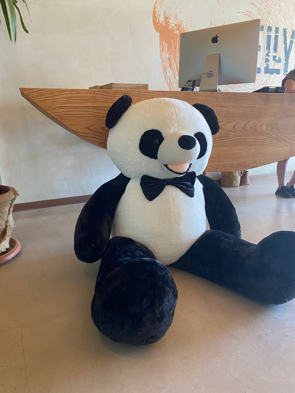                             Պանդա (Panda) արջուկ
                        